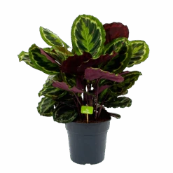 Calathea Medaillon - Schaduwplant - P27 H90 - Kamerplant