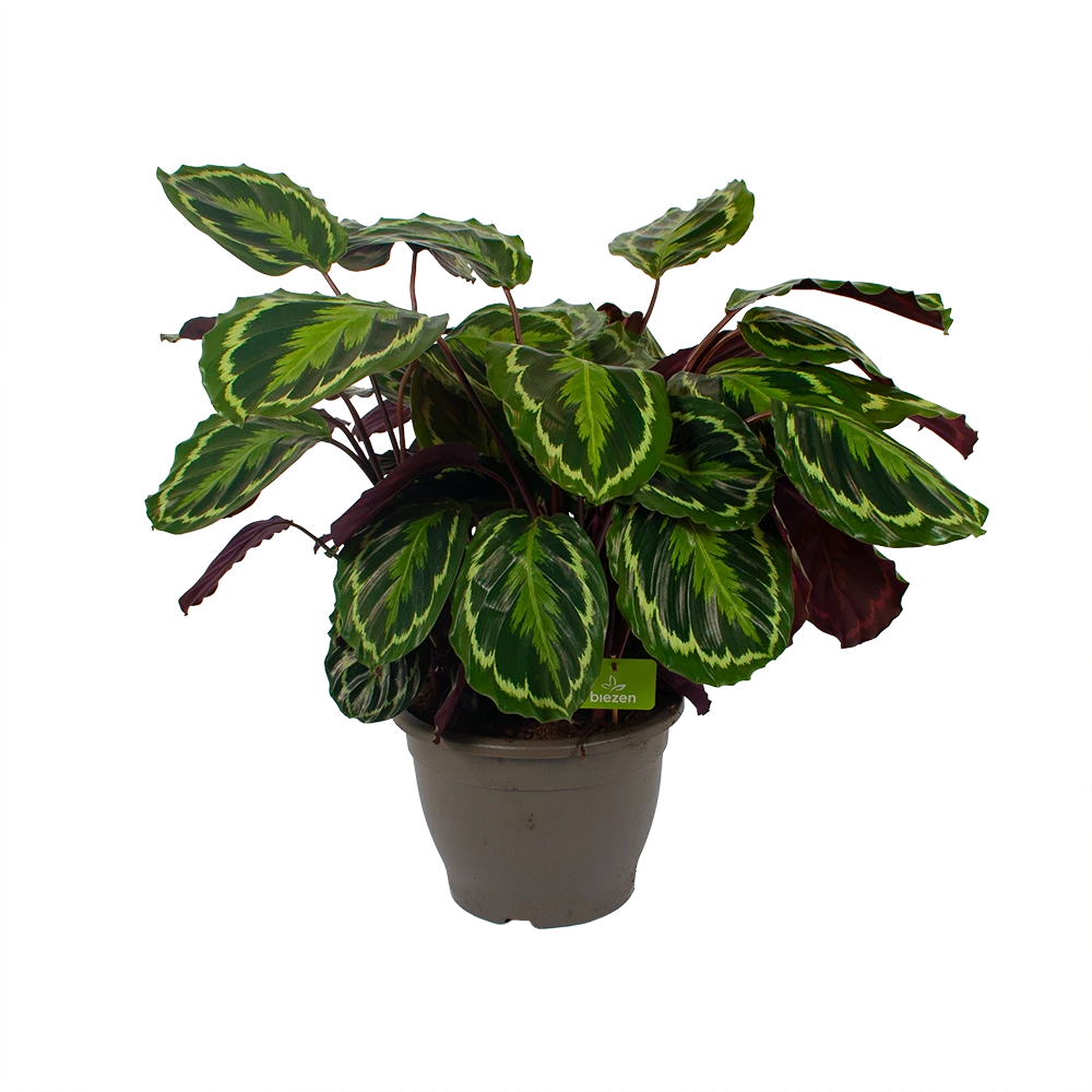 Calathea Medaillon - Schaduwplant - P32 H80 - Kamerplant 6 Calathea Medaillon - Schaduwplant - P32 H80 - Kamerplant - Afbeelding 4