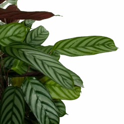 Huisdecoratie -Huisdecoratie calathea oppenheimiana pauwenplant p21 h105 5 1