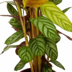 Calathea Oppenheimiana - Schaduwplant - P17 H65 - Kamerplant 8 Calathea Oppenheimiana - Schaduwplant - P17 H65 - Kamerplant -Huisdecoratie calathea oppenheimiana schaduwplant p17 h65 6