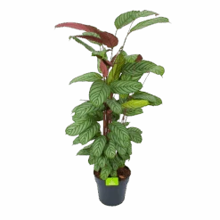 Calathea Oppenheimiana - Schaduwplant - P27 H130 - Kamerplant