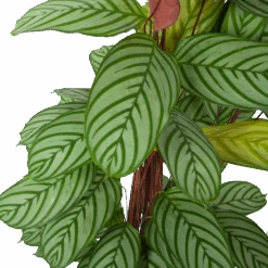 Huisdecoratie -Huisdecoratie calathea oppenheimiana schaduwplant p27 h130 5