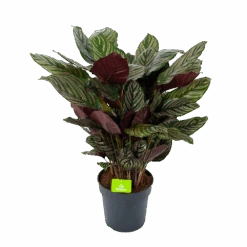 Calathea Ornata - Livingplant - P27 H80 - Kamerplant