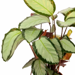 Calathea Picturata - Livingplant - P17 H65 - Kamerplant 7 Calathea Picturata - Livingplant - P17 H65 - Kamerplant -Huisdecoratie calathea picturata livingplant p17 h65 6