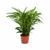 Calathea Rufibarba Bluegrass - Pauwenplant - P17 H65 - Kamerplant 1 Calathea Rufibarba Bluegrass - Pauwenplant - P17 H65 - Kamerplant -Huisdecoratie calathea rufibarba bluegrass pauwenplant p17 h65 1