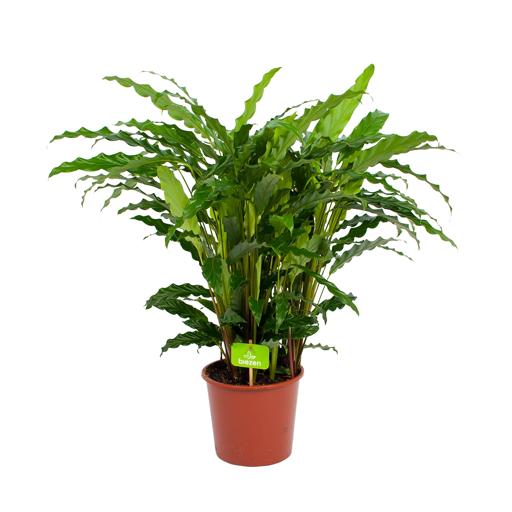 Calathea Rufibarba Bluegrass - Pauwenplant - P17 H65 - Kamerplant 4 Calathea Rufibarba Bluegrass - Pauwenplant - P17 H65 - Kamerplant - Afbeelding 2