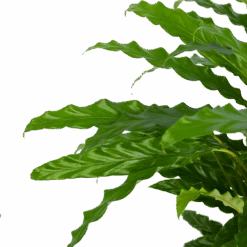 Calathea Rufibarba Bluegrass - Pauwenplant - P17 H65 - Kamerplant 9 Calathea Rufibarba Bluegrass - Pauwenplant - P17 H65 - Kamerplant -Huisdecoratie calathea rufibarba bluegrass pauwenplant p17 h65 5