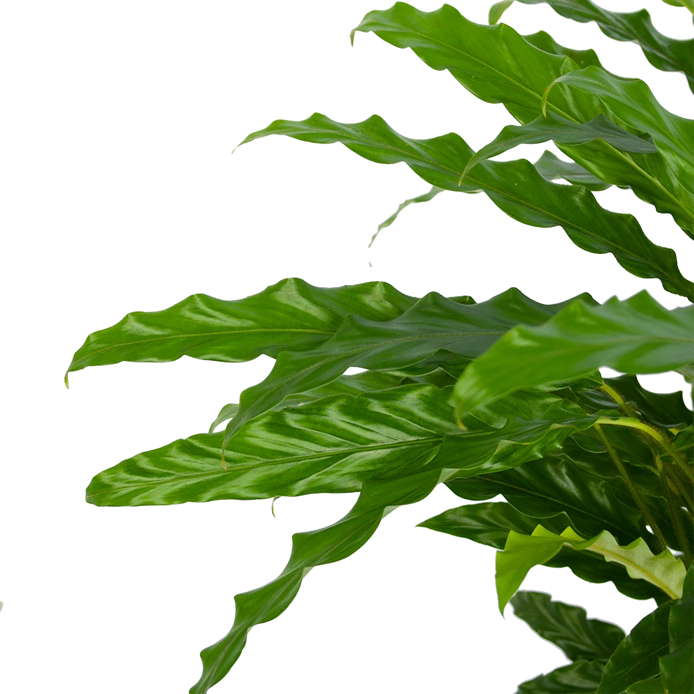Calathea Rufibarba Bluegrass - Pauwenplant - P17 H65 - Kamerplant 5 Calathea Rufibarba Bluegrass - Pauwenplant - P17 H65 - Kamerplant - Afbeelding 3