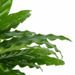 Calathea Rufibarba Bluegrass - Pauwenplant - P17 H65 - Kamerplant 10 Calathea Rufibarba Bluegrass - Pauwenplant - P17 H65 - Kamerplant -Huisdecoratie calathea rufibarba bluegrass pauwenplant p17 h65 6