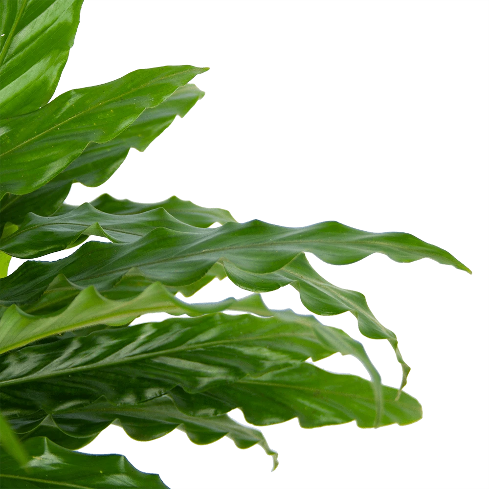 Calathea Rufibarba Bluegrass - Pauwenplant - P17 H65 - Kamerplant 6 Calathea Rufibarba Bluegrass - Pauwenplant - P17 H65 - Kamerplant - Afbeelding 4
