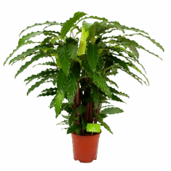 Calathea Rufibarba Bluegrass - Pauwenplant - P21 H105 - Kamerplant