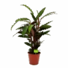 Calathea Rufibarba Wavestar - Pauwenplant - P19 H75 - Kamerplant 2 Calathea Rufibarba Wavestar - Pauwenplant - P19 H75 - Kamerplant -Huisdecoratie calathea rufibarba wavestar pauwenplant p19 h75 4