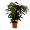 Calathea Rufibarba Wavestar - Pauwenplant - P21 H85 - Kamerplant -Huisdecoratie calathea rufibarba wavestar pauwenplant p21 h105 4