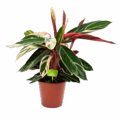 Calathea Stromante Triostar - Schaduwplant - P19 H60 - Kamerplant