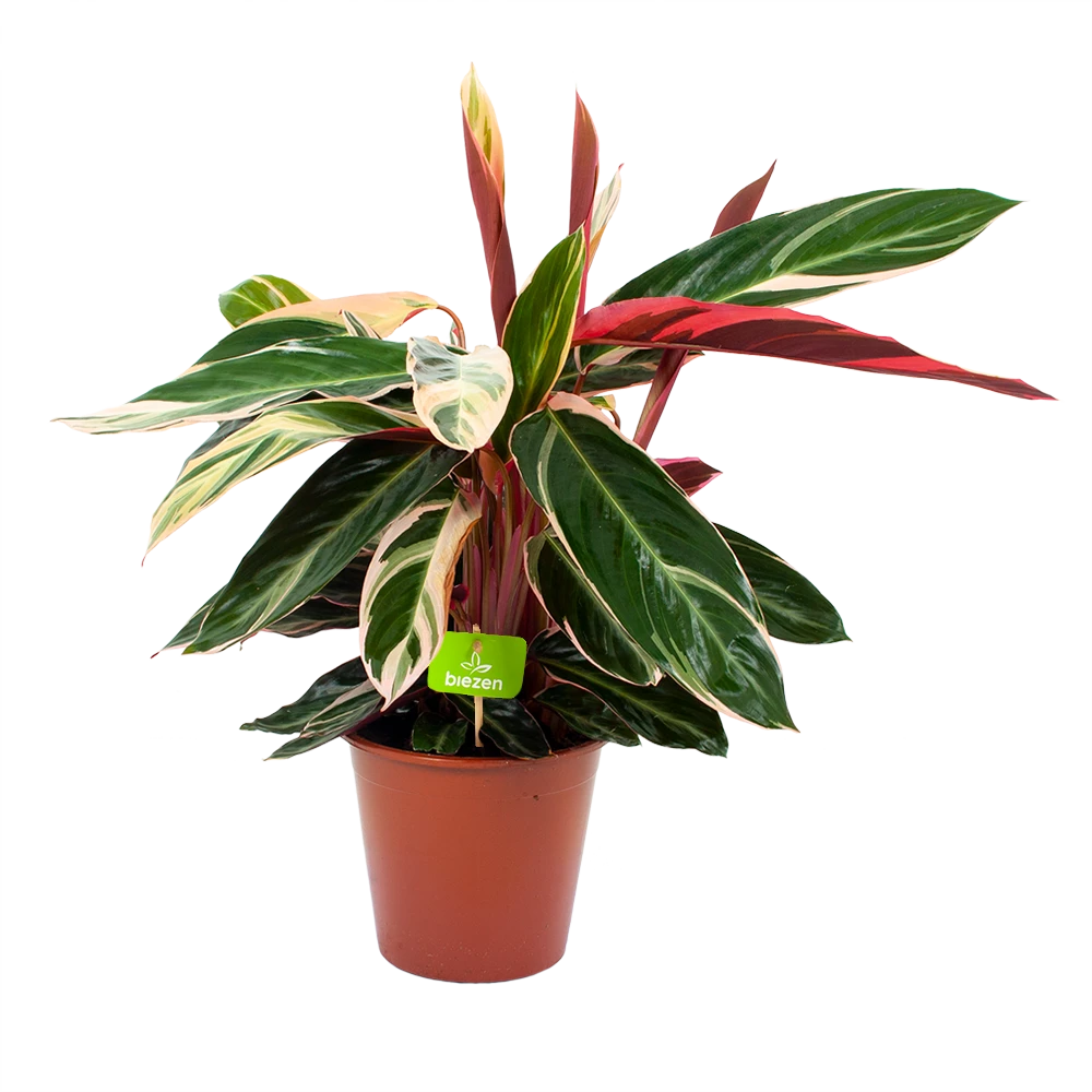 Calathea Stromante Triostar - Schaduwplant - P19 H60 - Kamerplant 3 Calathea Stromante Triostar - Schaduwplant - P19 H60 - Kamerplant