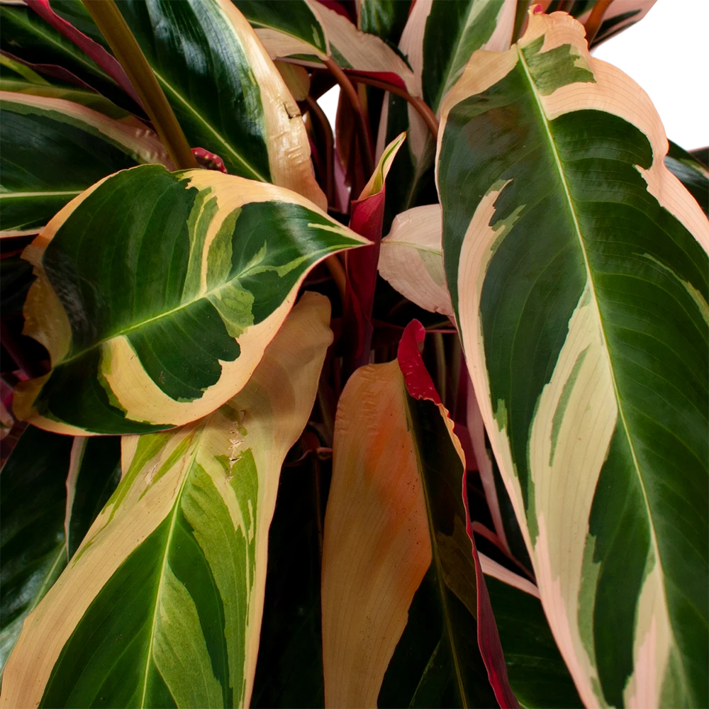 Calathea Stromante Triostar - Schaduwplant - P21 H105 - Kamerplant 4 Calathea Stromante Triostar - Schaduwplant - P21 H105 - Kamerplant - Afbeelding 2