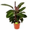 Calathea Warcewiczii - Livingplant - P19 H75 - Kamerplant -Huisdecoratie calathea warcewiczii livingplant p19 h75 1 1