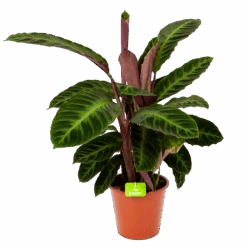 Calathea Warcewiczii - Livingplant - P19 H75 - Kamerplant