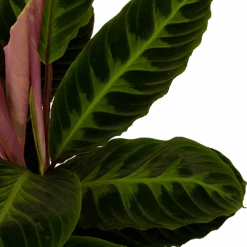 Huisdecoratie -Huisdecoratie calathea warcewiczii livingplant p19 h75 5 1