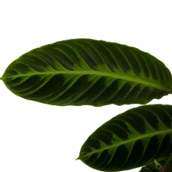 Calathea Warcewiczii - Livingplant - P19 H75 - Kamerplant -Huisdecoratie calathea warcewiczii livingplant p19 h75 6