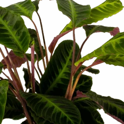 Huisdecoratie -Huisdecoratie calathea warcewiczii livingplant p21 h75 5 1