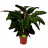 Calathea Warcewiczii - Livingplant - P21 H90 - Kamerplant 1 Calathea Warcewiczii - Livingplant - P21 H90 - Kamerplant -Huisdecoratie calathea warcewiczii livingplant p21 h90 1