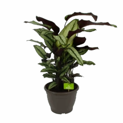 Calathea Whitestar - Schaduwplant - P32 H80 - Kamerplant