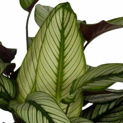 Huisdecoratie -Huisdecoratie calathea whitestar schaduwplant p32 h80 5