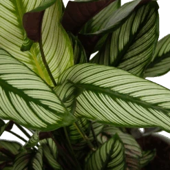 Calathea Whitestar - Schaduwplant - P32 H80 - Kamerplant -Huisdecoratie calathea whitestar schaduwplant p32 h80 6