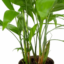 Chamaedorea Seifrizii - Bergpalm - P24 H100 - Kamerplant 8 Chamaedorea Seifrizii - Bergpalm - P24 H100 - Kamerplant -Huisdecoratie chamaedorea seifrizii bergpalm p24 h100 6