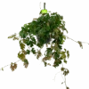 Cissus Rhombifolia - Kamerwijnstok - In Hangpot - P20 H40 - Kamerplant -Huisdecoratie cissus rhombifolia kamerwijnstok hangpot p20 4