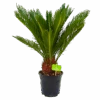 Cycas Revoluta - Vredespalm - P17 H60 - Kamerplant -Huisdecoratie cycas revoluta vredespalm p17 h60 4