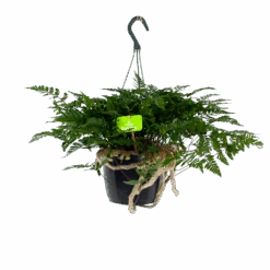 Davallia Teyermannii - In Hangpot - P17 H30 - Kamerplant