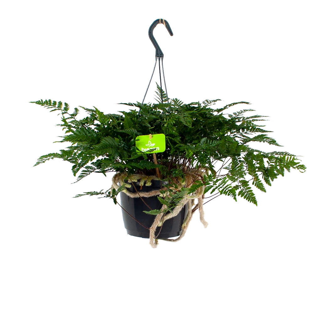 Davallia Teyermannii - In Hangpot - P17 H30 - Kamerplant 3 Davallia Teyermannii - In Hangpot - P17 H30 - Kamerplant