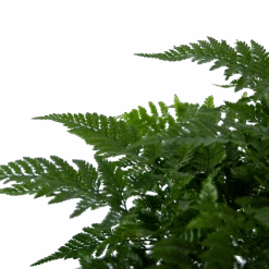 Davallia Teyermannii - In Hangpot - P17 H30 - Kamerplant 8 Davallia Teyermannii - In Hangpot - P17 H30 - Kamerplant -Huisdecoratie davallia teyermannii in hangpot p17 h30 6