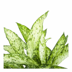 Dieffenbachia Vesuvius - P27 H70 - Kamerplant -Huisdecoratie dieffenbachia vesuvius p27 h70 6