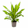 Dracaena Charley - Drakenbloedboom - P24 H95 - Kamerplant -Huisdecoratie dracaena charley drakenbloedboom p24 h95 1