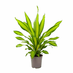 Dracaena Charley - Drakenbloedboom - P24 H95 - Kamerplant 10 Dracaena Charley - Drakenbloedboom - P24 H95 - Kamerplant -Huisdecoratie dracaena charley drakenbloedboom p24 h95 3