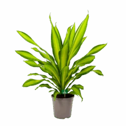 Dracaena Charley - Drakenbloedboom - P24 H95 - Kamerplant 11 Dracaena Charley - Drakenbloedboom - P24 H95 - Kamerplant -Huisdecoratie dracaena charley drakenbloedboom p24 h95 4