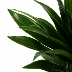 Dracaena Compacta - Op Stam - Drakenbloedboom - P21 H100 - Kamerplant 8 Dracaena Compacta - Op Stam - Drakenbloedboom - P21 H100 - Kamerplant -Huisdecoratie dracaena compacta op stam drakenbloedboom p21 h100 6