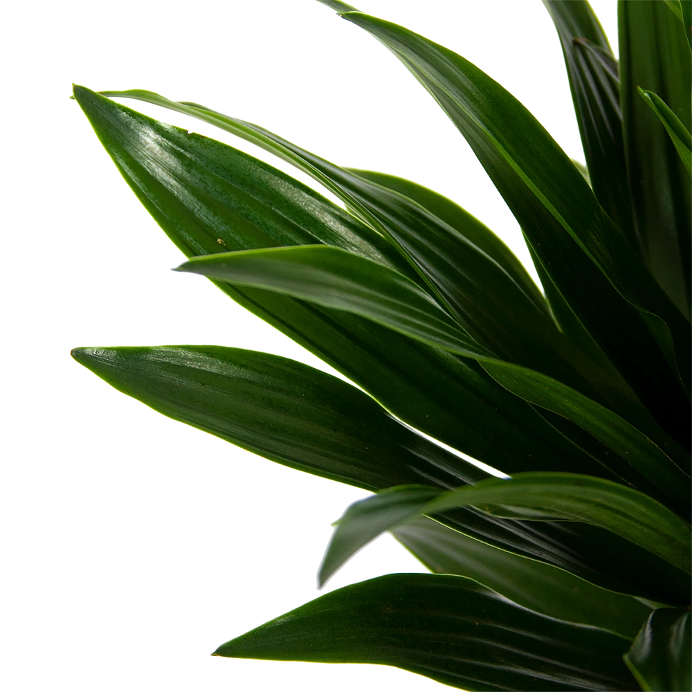 Dracaena Compacta - Op Stam - Drakenbloedboom - P21 H100 - Kamerplant 5 Dracaena Compacta - Op Stam - Drakenbloedboom - P21 H100 - Kamerplant - Afbeelding 3