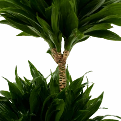 Dracaena Compacta - Op Stam - Drakenbloedboom - P21 H80 - Kamerplant 7 Dracaena Compacta - Op Stam - Drakenbloedboom - P21 H80 - Kamerplant -Huisdecoratie dracaena compacta op stam drakenbloedboom p21 h80 5 2