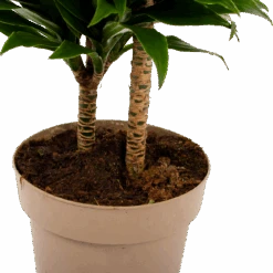 Dracaena Compacta - Op Stam - Drakenbloedboom - P21 H80 - Kamerplant 8 Dracaena Compacta - Op Stam - Drakenbloedboom - P21 H80 - Kamerplant -Huisdecoratie dracaena compacta op stam drakenbloedboom p21 h80 6 2