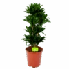 Dracaena Compacta - Vertakt - Drakenbloedboom - P27 H100 - Kamerplant 2 Dracaena Compacta - Vertakt - Drakenbloedboom - P27 H100 - Kamerplant -Huisdecoratie dracaena compacta vertakt drakenbloedboom p27 h100 1 1