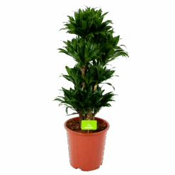 Dracaena Compacta - Vertakt - Drakenbloedboom - P27 H100 - Kamerplant