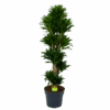 Dracaena Compacta - Vertakt - Drakenbloedboom - P34 H170 - Kamerplant 2 Dracaena Compacta - Vertakt - Drakenbloedboom - P34 H170 - Kamerplant -Huisdecoratie dracaena compacta vertakt drakenbloedboom p34 h170 1 1