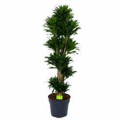 Dracaena Compacta - Vertakt - Drakenbloedboom - P34 H170 - Kamerplant