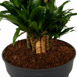 Dracaena Compacta - Vertakt - Drakenbloedboom - P34 H170 - Kamerplant -Huisdecoratie dracaena compacta vertakt drakenbloedboom p34 h170 6 1
