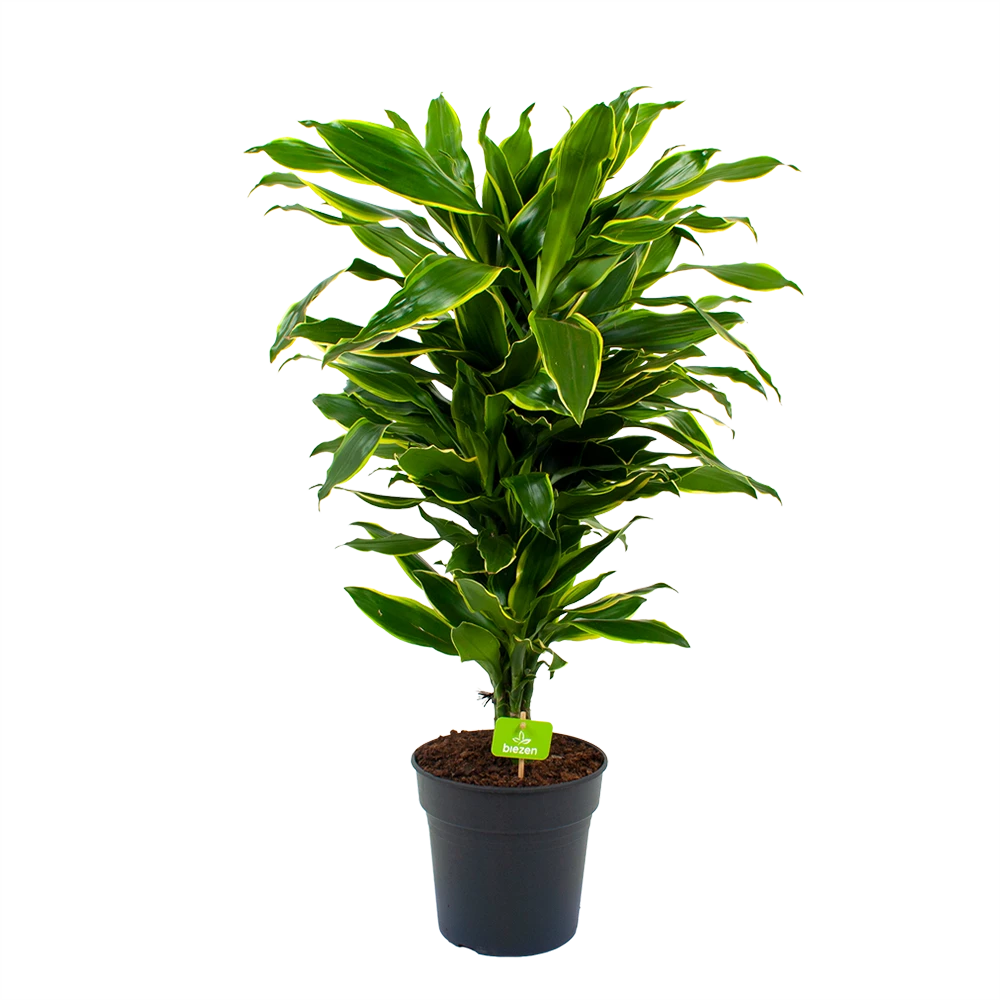 Dracaena Golden Coast - Vertakt - Drakenbloedboom - P21 H80 - Kamerplant 3 Dracaena Golden Coast - Vertakt - Drakenbloedboom - P21 H80 - Kamerplant