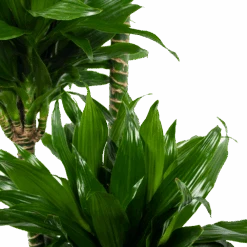 Dracaena Green Jewel - Op Stam - Drakenbloedboom - P28 H140 - Kamerplant 8 Dracaena Green Jewel - Op Stam - Drakenbloedboom - P28 H140 - Kamerplant -Huisdecoratie dracaena green jewel op stam drakenbloedboom p28 h140 6